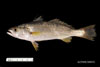 Cynoscion regalis, weakfish, from SEAMAP Collections